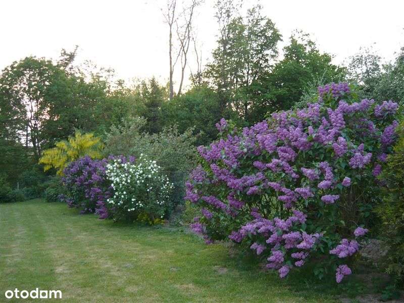Tymień działki inwestycyjne,budowlane 5km od morza-1