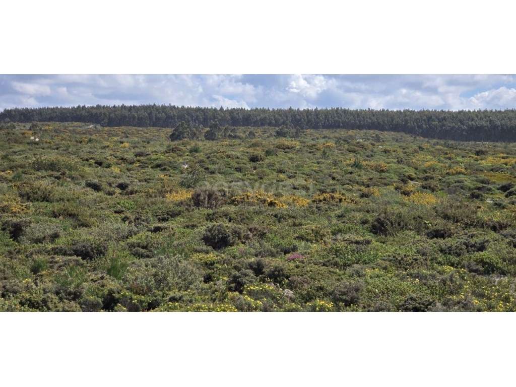 Terreno inserido em zona Florestal com vista - Grande imagem: 4/10