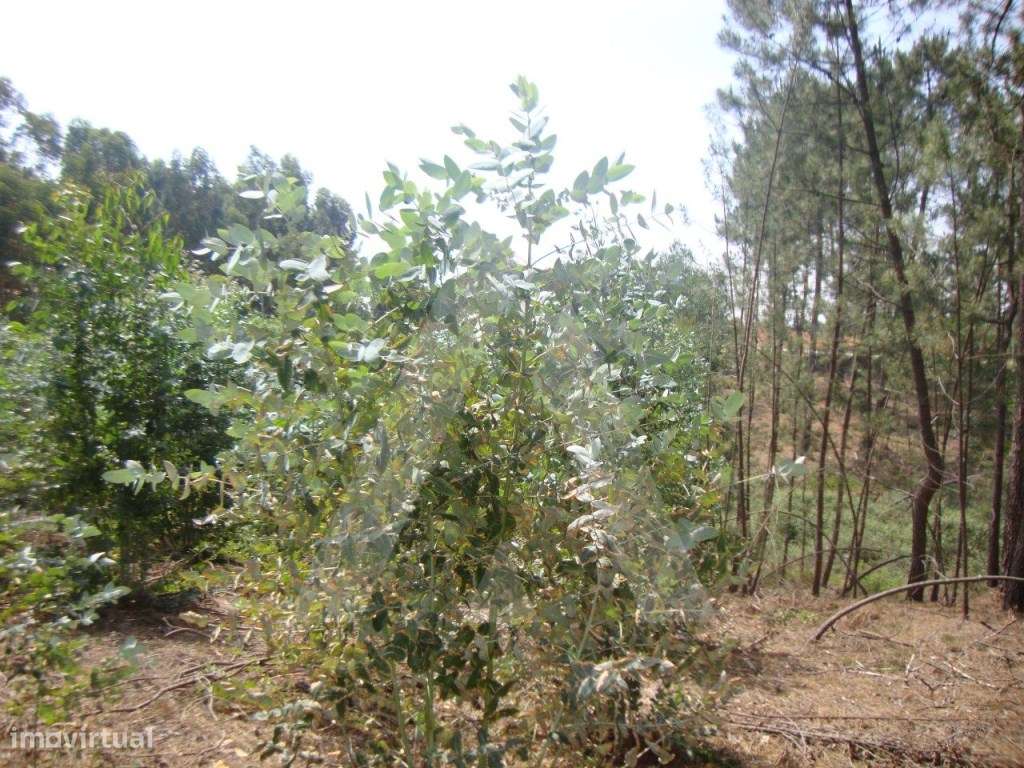 Lote de terreno no centro de Anadia - Grande imagem: 2/3