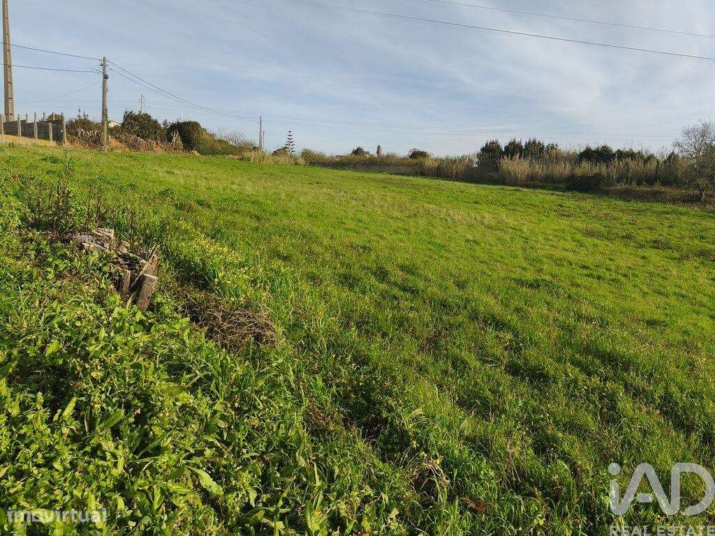 Terreno Agrícola em Cela - Grande imagem: 5/9