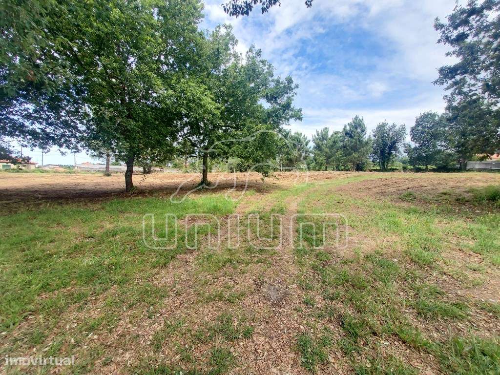 TERRENO - Cardielos, Viana do Castelo - Grande imagem: 3/7