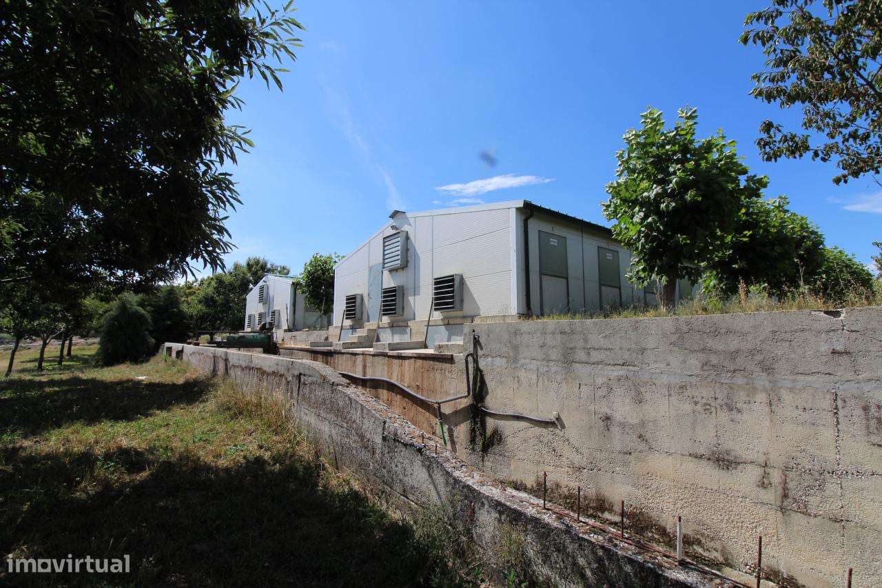 Aviário em Funcionamento-Excelente Rentabilidade - Grande imagem: 5/22