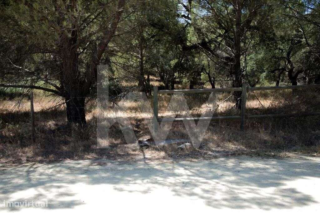 Terreno em Santo Estevão - Grande imagem: 3/13