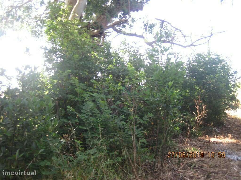 Terreno  c/ 10.000 M2 na Figueira da Foz-21