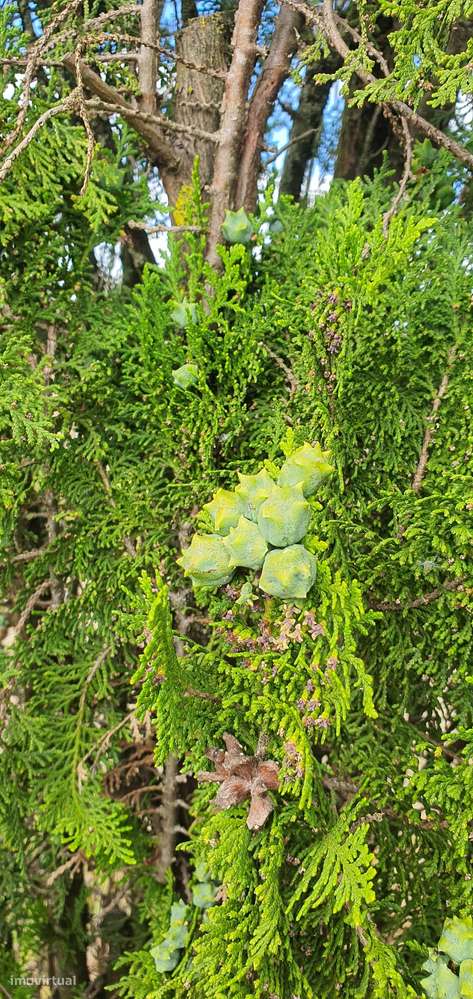 Quinta  5000m2 Viver no Campo Com a Cidade Por Perto Passil Alcochete-22