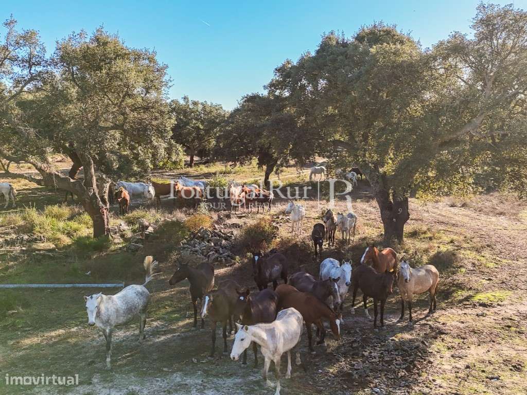 Herdade de 60 hectares para criação bovina e equina perto de Lisboa-40