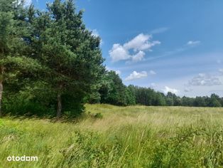 Działka rolno leśna 2,37 ha w Koliszowach