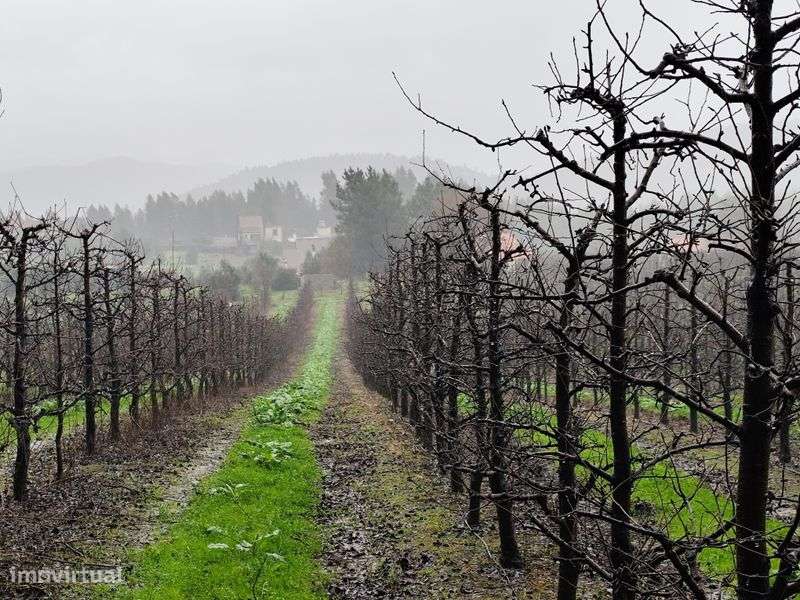 Vendo Terreno muito Bem Localizado Rua Francisco da Silva Madroeira Be - Grande imagem: 4/5
