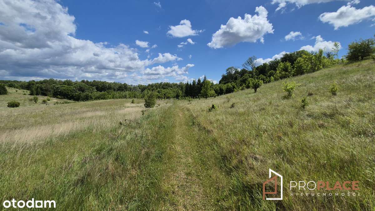 Super cena. Duża działka nad jeziorem Barlineckim-5