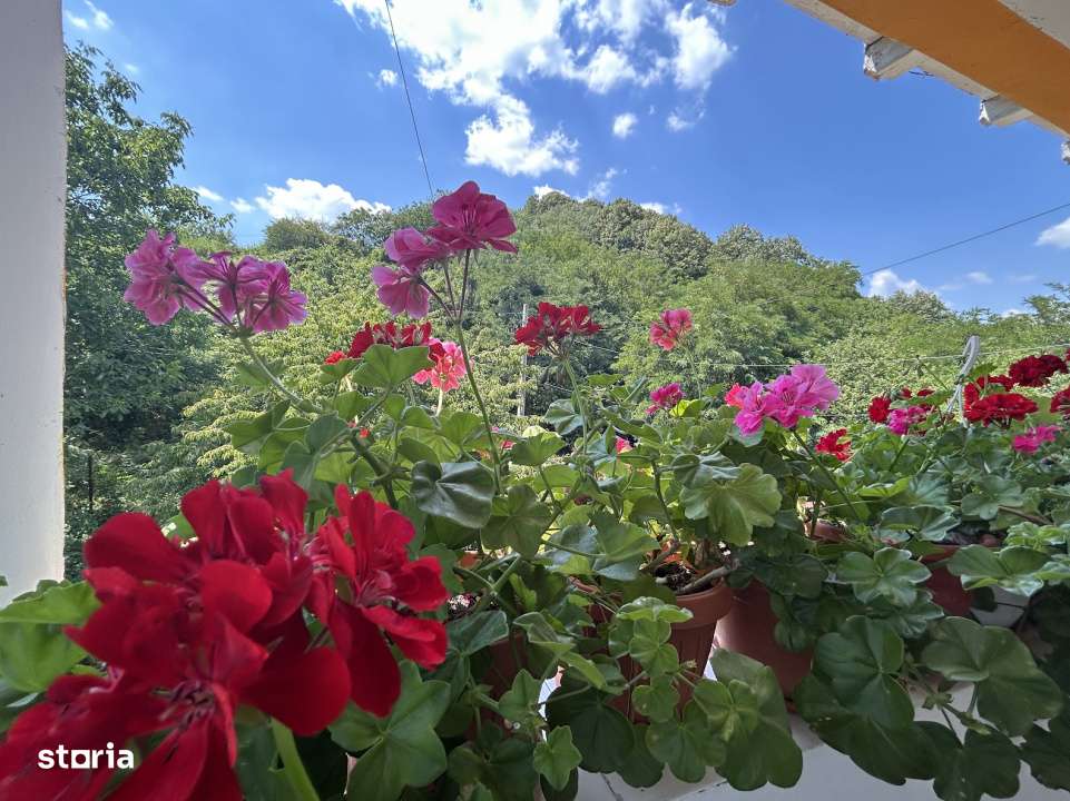 VAND O VILA IN PADUREA DIN FILIPESTI-13