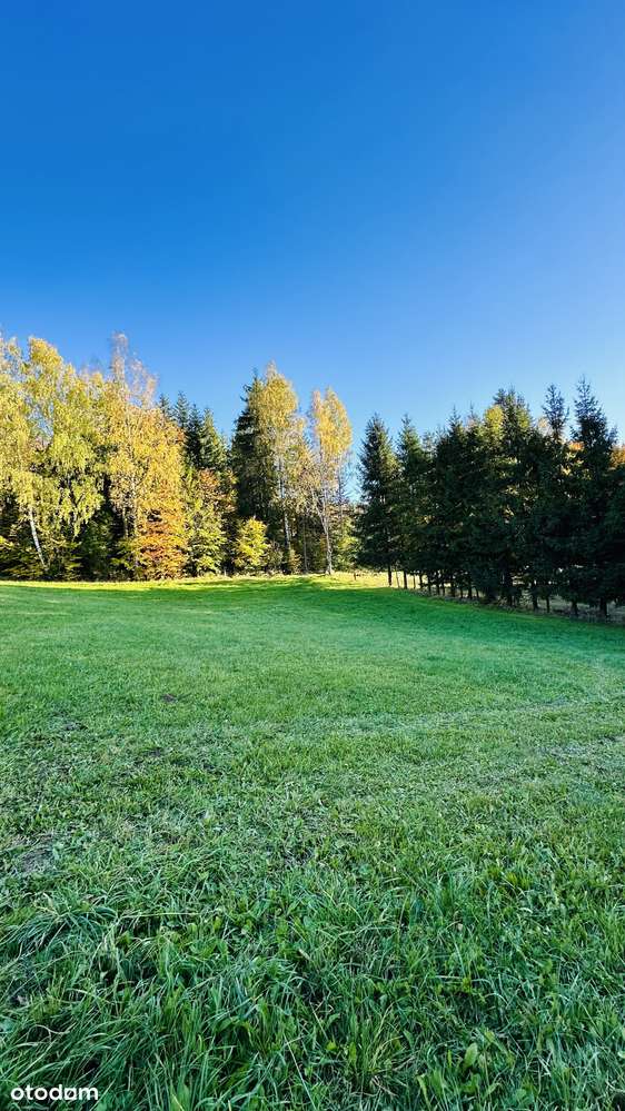 10 ar* BUDOWLANA* Przy LESIE* Widok na GÓRY* CICHO - Pełny obrazek: 4/11