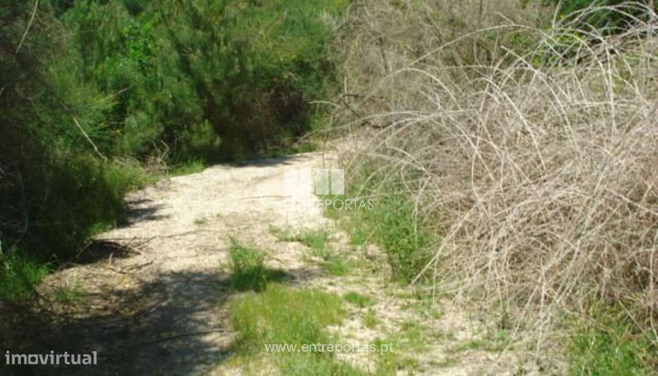 Venda Terreno, junto à estrada, Santa Cruz do Douro, Baião - Grande imagem: 4/8