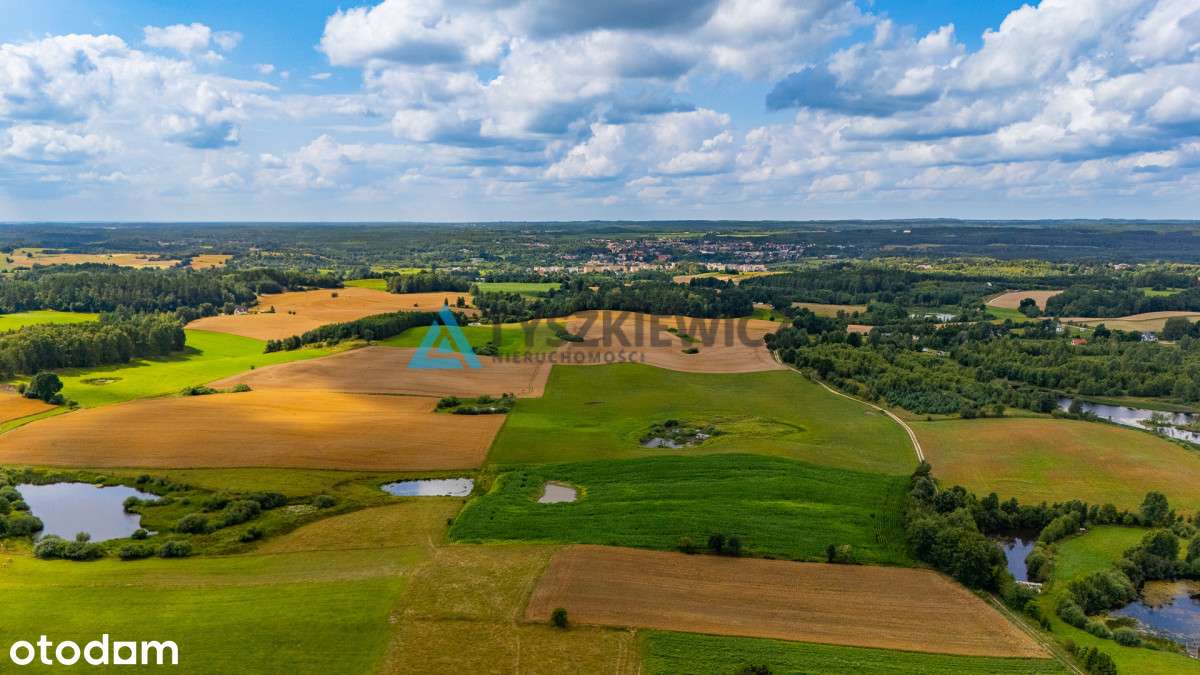 Działka rolna 1 ha w Przęsinie – tylko 100 000 zł! - Pełny obrazek: 4/17