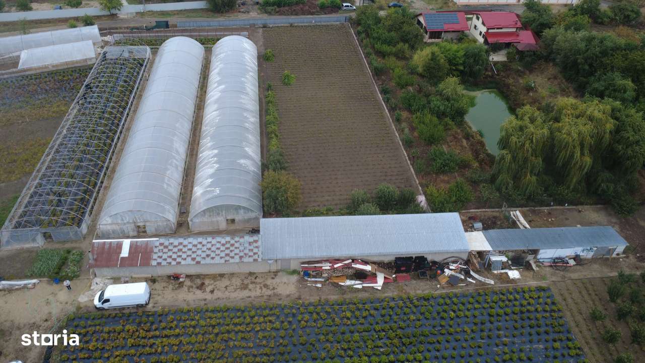 Sere Flori si Legume - Bujori - Afacere la cheie - Imagine principală: 5/5