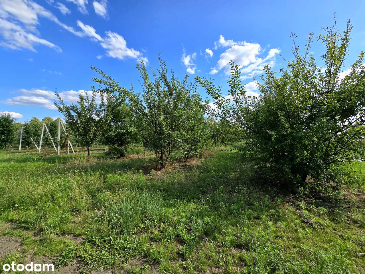 Działka rolna | 2 ha sadu w jednym kawałku | gm. Sadkowice - Pełny obrazek: 5/12