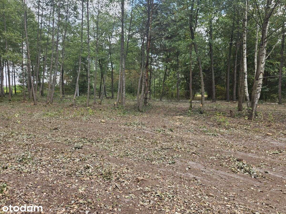 Działki budowlane w otoczeniu drzew-6