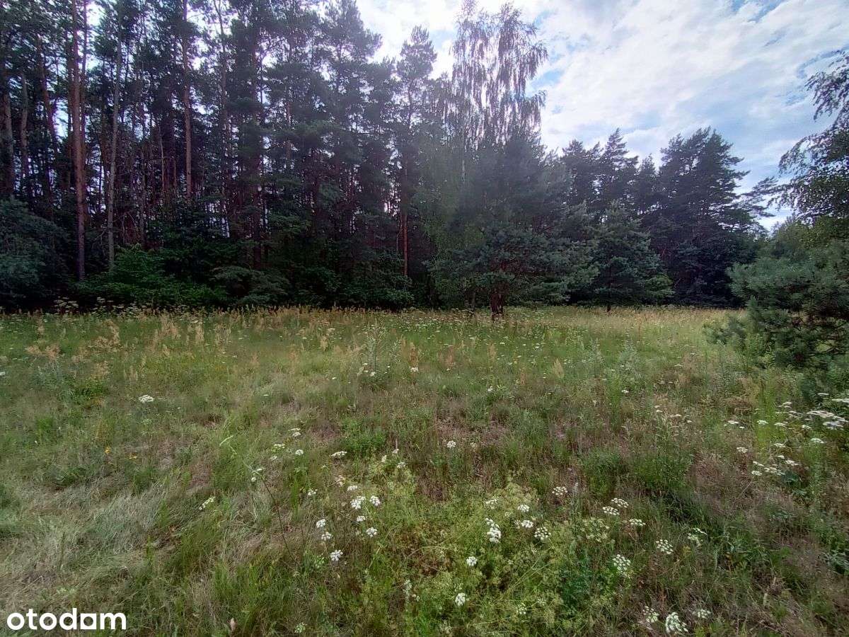 Prywatny las z polaną – idealny na weekendy! - Pełny obrazek: 4/17