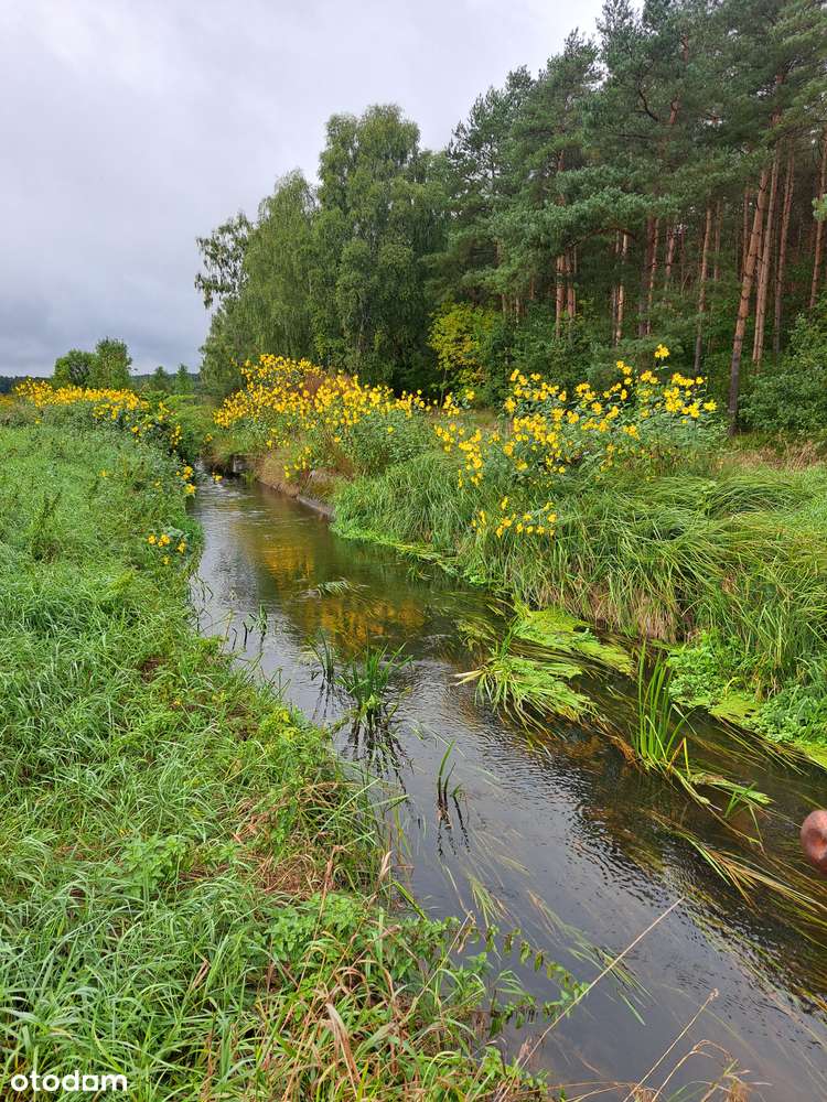 Dom jednorodzinny w spokojnej lokalizacji obok lasu - Pełny obrazek: 5/16