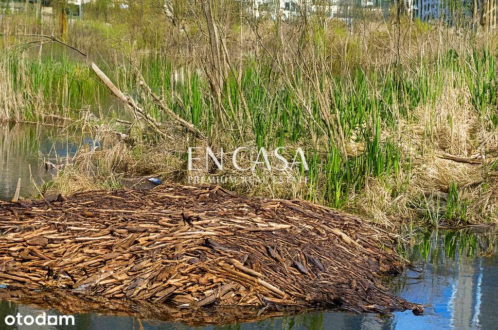 Dom z działką budowlaną 2ha - Pełny obrazek: 5/8