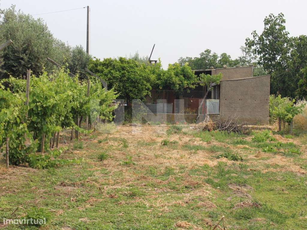 Quintinha com 1875m2 para Venda em Escalos de Cima - Grande imagem: 4/20