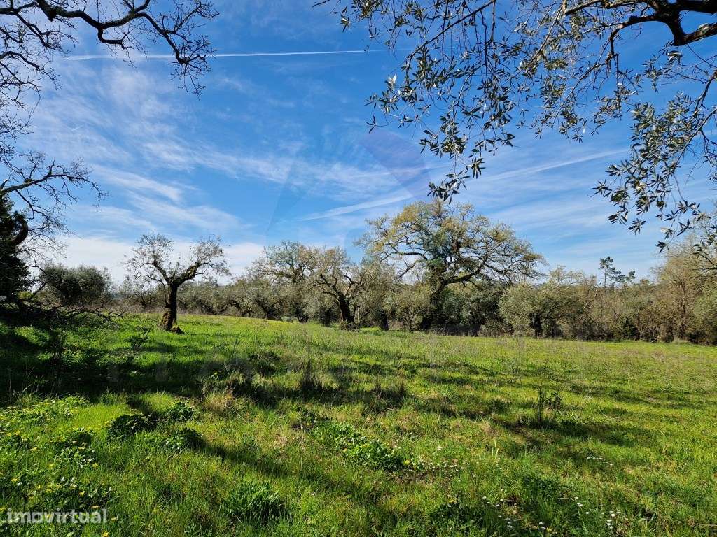 Terreno Campestre com Viabilidade de Construção - Pombal-8