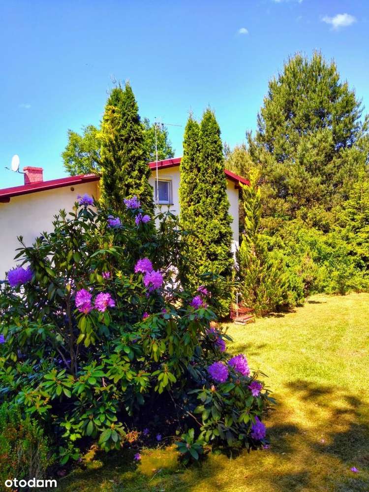 Dom nad jeziorem + garaż + działka 1000m2 w CENIE KAWALERKI w Gdańsku - Pełny obrazek: 4/15