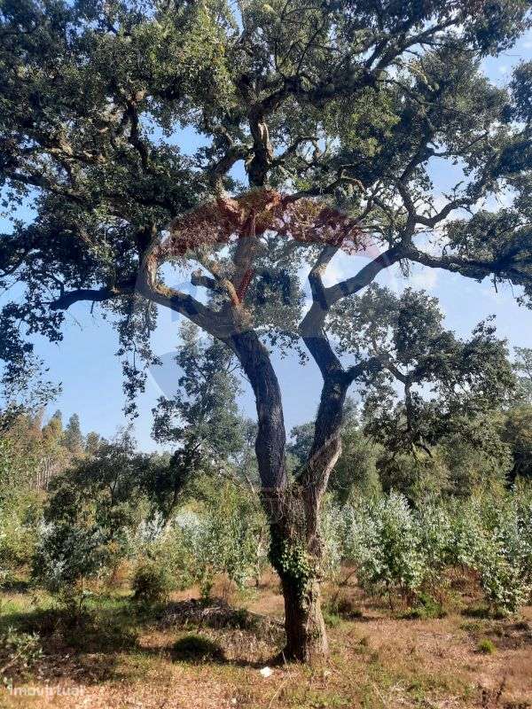 Terreno  para venda - Grande imagem: 4/13