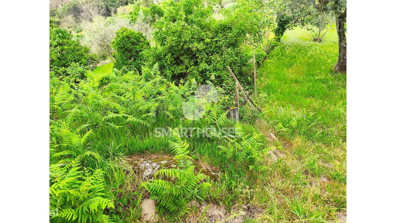 Quintinha em Vila do Mato-14