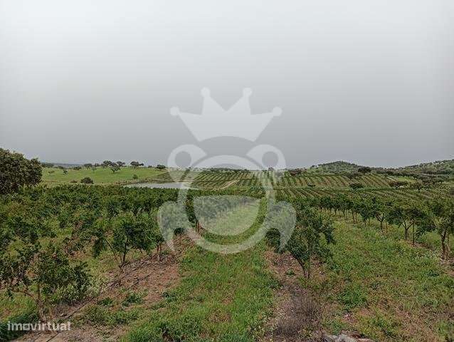 Pomar - 15 ha (romã e alfarroba) - NOVO PREÇO!! - Grande imagem: 3/33
