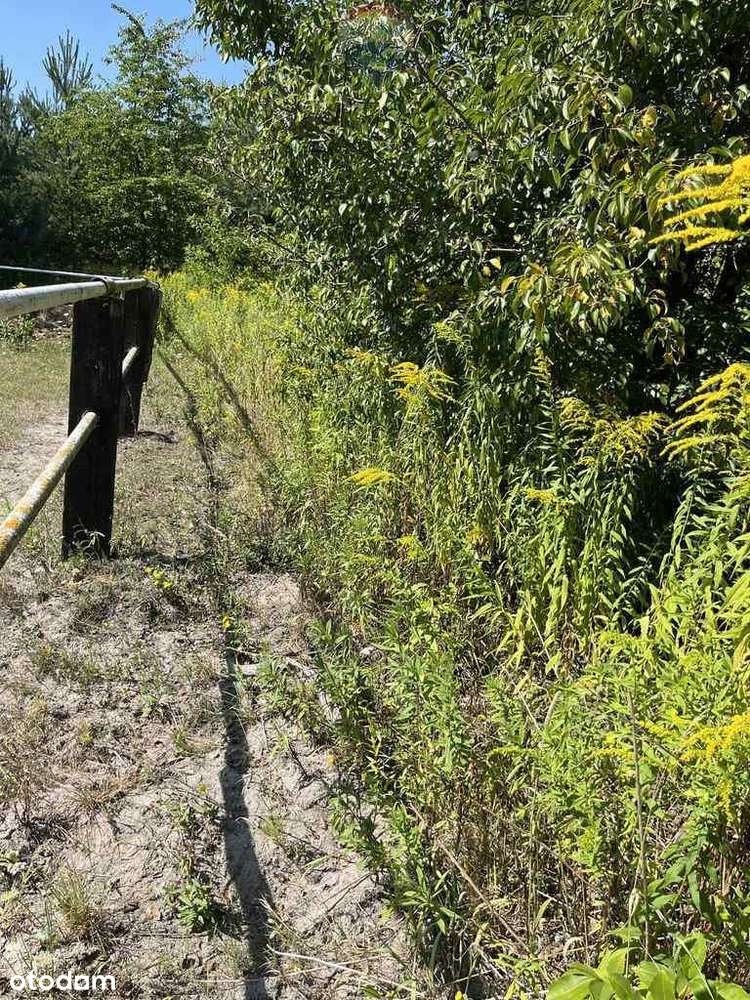 Działka (jeszcze) rolna przy rezerwacie - Pełny obrazek: 4/11