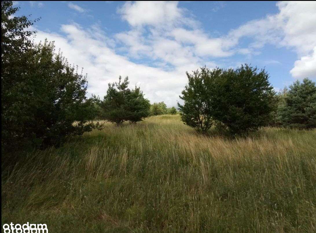 Działka Brodnica cisza spokój, sosnowy las, blisko-1
