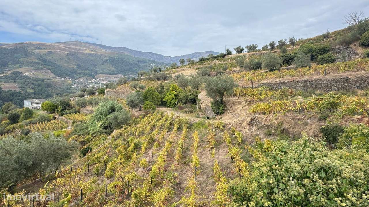 Quinta do Prado em Moura Morta, Régua-15