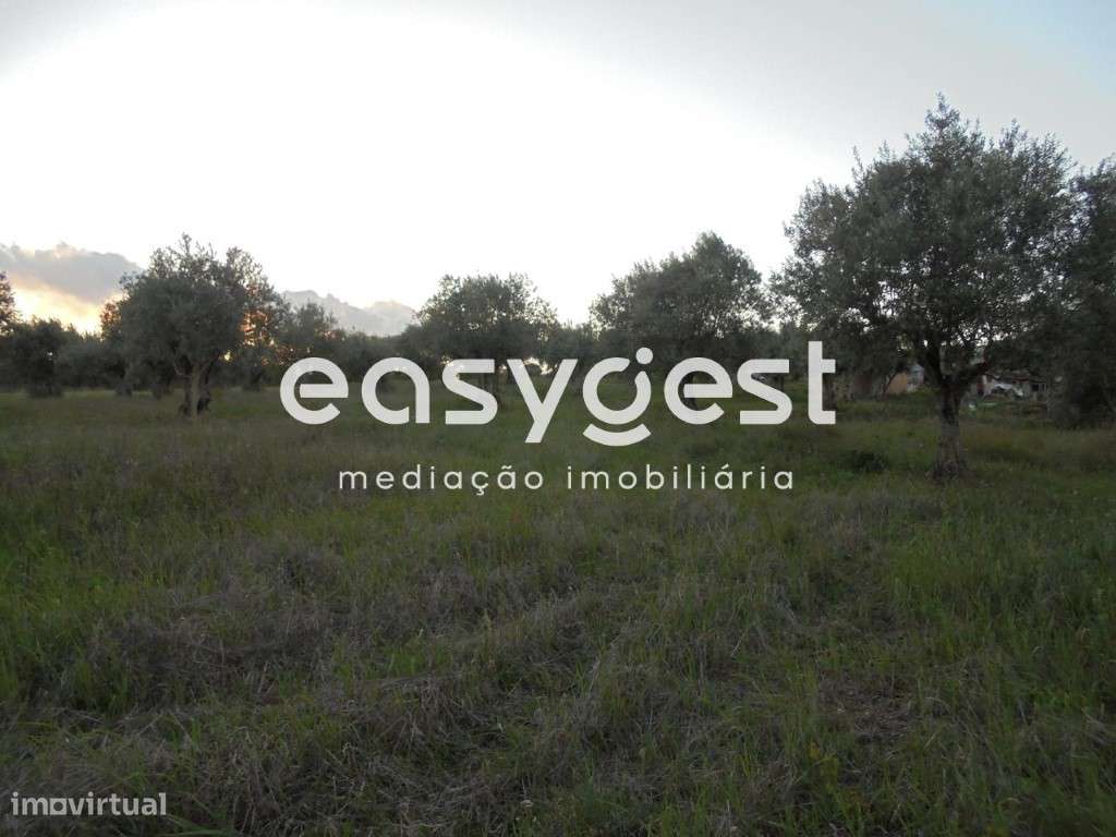 Terreno com oliveiras nas Curvaceiras - Grande imagem: 3/7