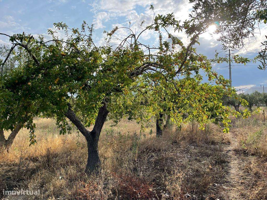 Excelente Terreno em Santa Eulalia/Elvas-6