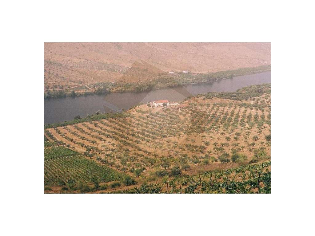 QUINTA COM VINHA - FIGUEIRA DE CASTELO RODRIGO - Grande imagem: 4/19
