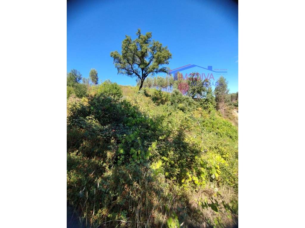 Terreno com muito potencial perto de ribeira - Grande imagem: 5/10