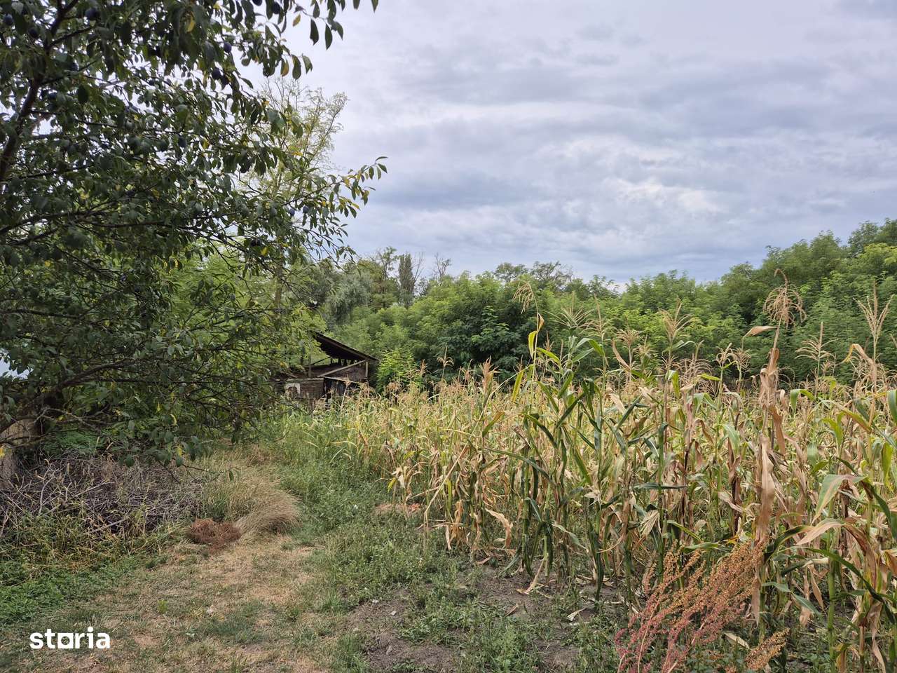 Filipesti-Galbeni, gospodarie cu teren 3500mp, utilitati, 33000Euro - Imagine principală: 5/10