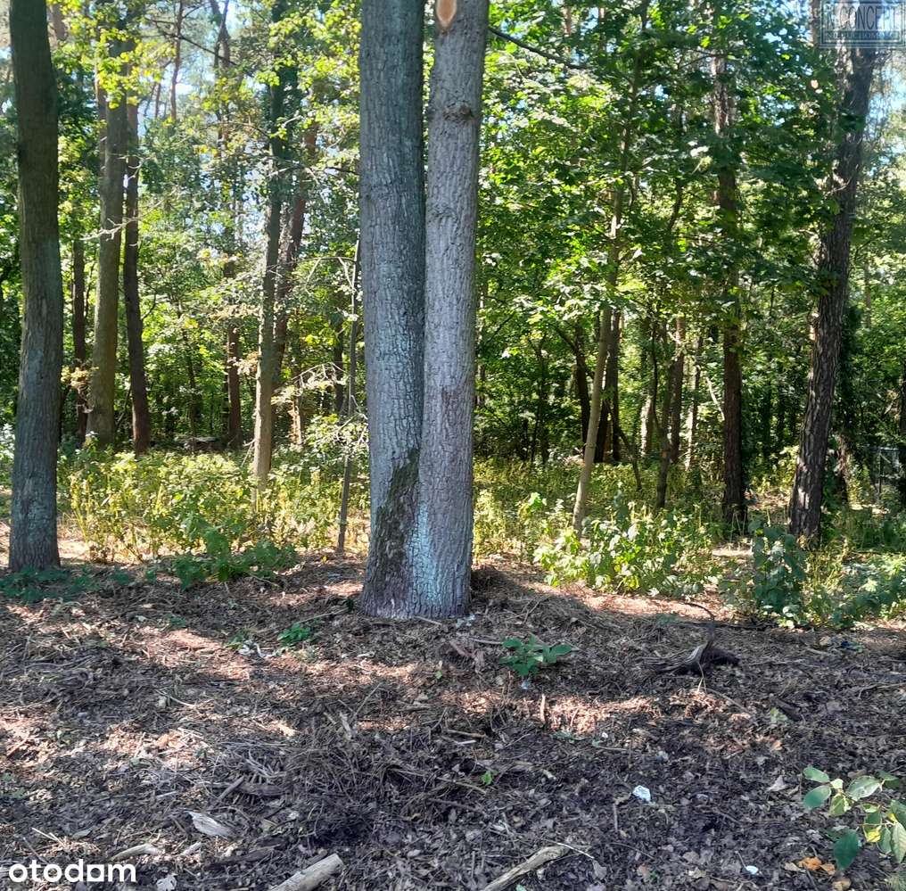 Kształtna działka pod lasem-1