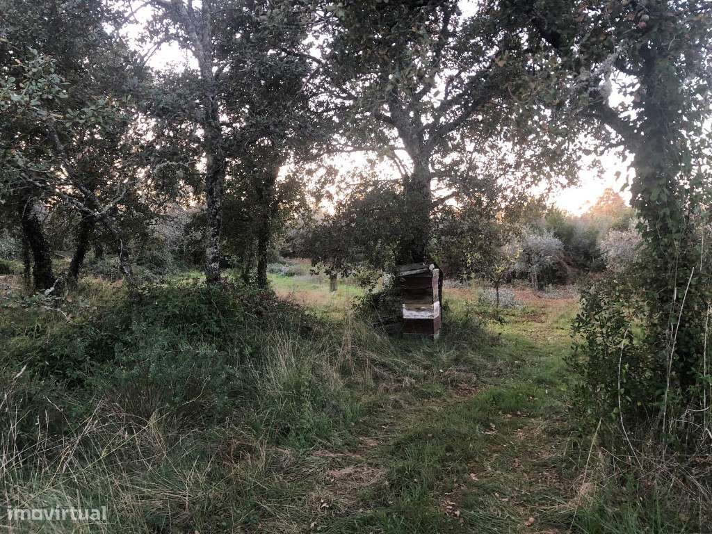 Terreno para construção , Cernache - Grande imagem: 2/5