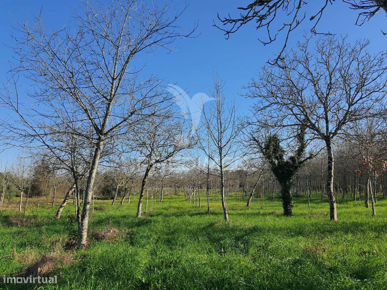 Quinta com ruína para recuperar, próximo das Termas da Curia. - Grande imagem: 4/12