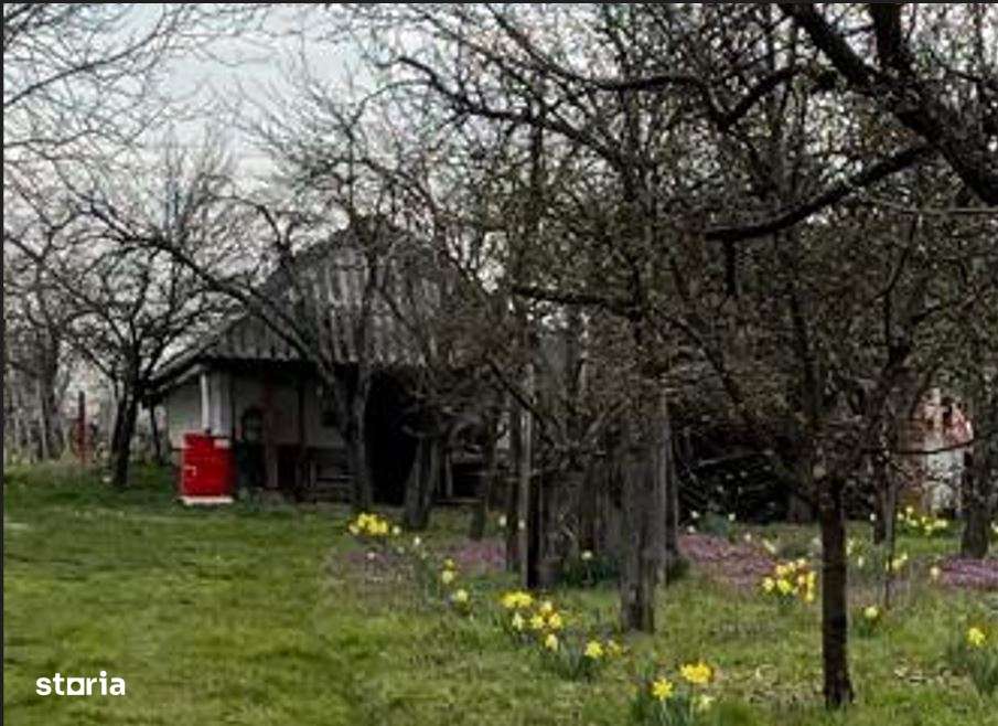 De vanzare Vie cu casuta intravilan Ardud-0