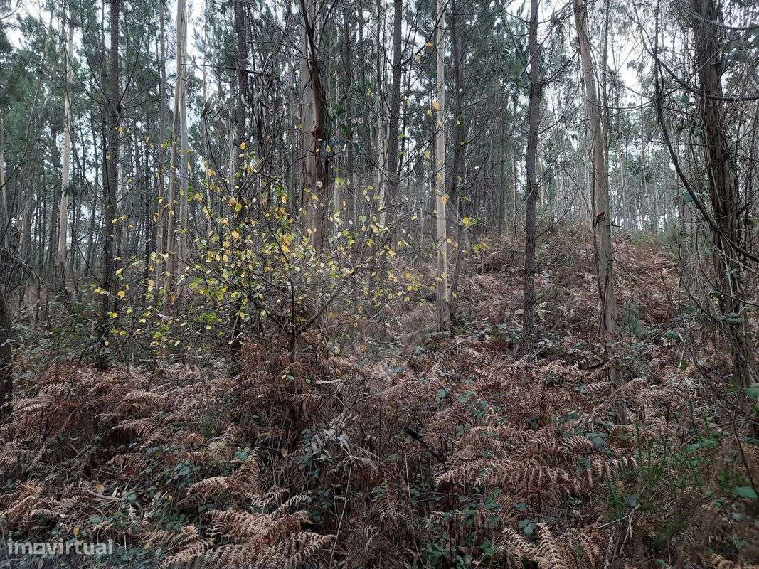 Terreno  para venda - Grande imagem: 2/3