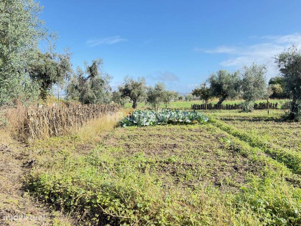 Terreno Rustico- Monte Galego - Grande imagem: 2/6
