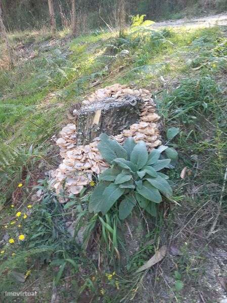 terreno em caçarilhe Infesta - Grande imagem: 4/5