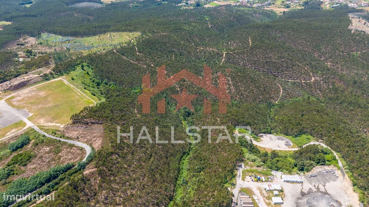 Terreno Florestal / Eucaliptal / 10 Hectares / Trofa - Grande imagem: 4/23