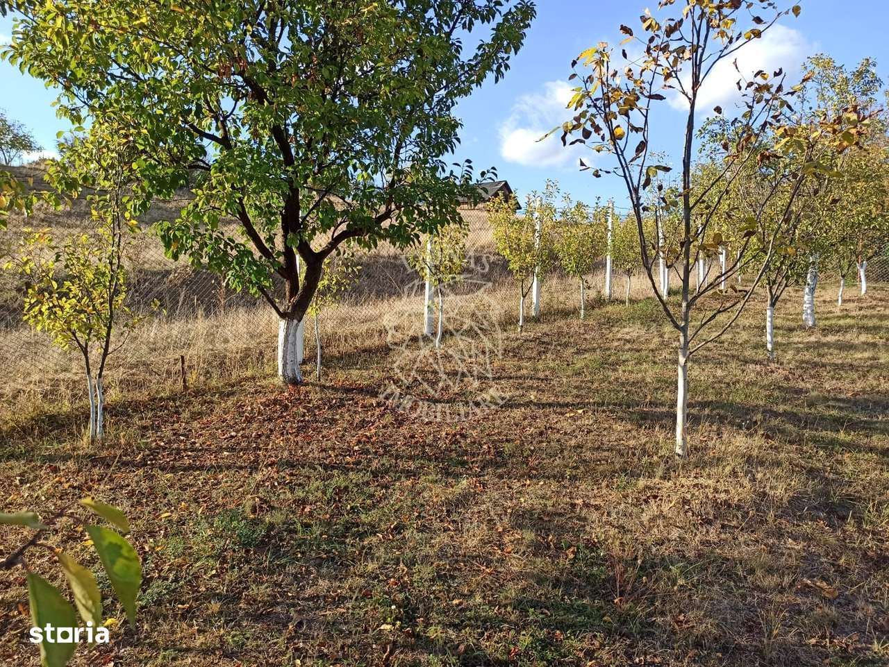 Teren intravilan 730 mp-livada-vedere panoramica-Valea Sigmirului - Imagine principală: 5/7