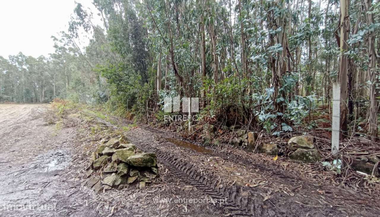 Venda de Terreno florestal, Ferreiró, Vila do Conde - Grande imagem: 3/13
