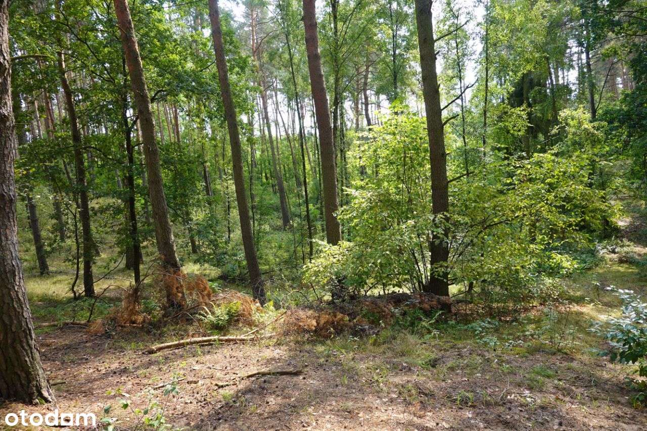Sprzedam siedlisko i działki leśne - Pełny obrazek: 5/13