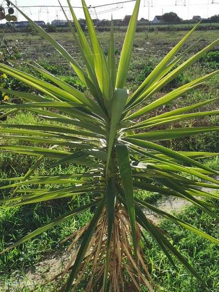 Apartamento T1 Open Space – Quinta – 3 min Fórum Montijo - Grande imagem: 5/5