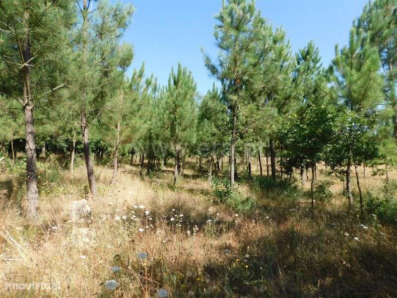 Terreno / Seia, Pinhanços - Grande imagem: 2/6